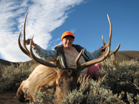 Utah Elk