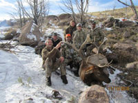 Utah Elk