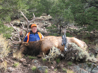 Utah Elk