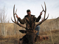 Utah Elk