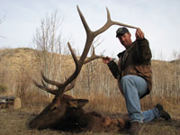 Utah Elk