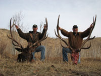 Utah Elk