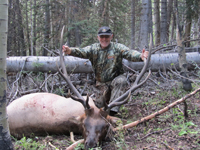 Utah Elk