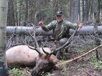 Utah Elk