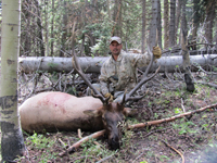 Utah Elk