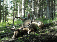 Utah Elk