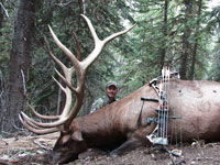 Utah Elk