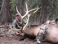 Utah Elk