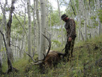 Utah Elk