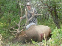 Utah Elk