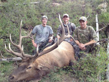 Utah Elk