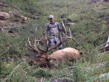 Utah Elk