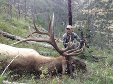 Utah Elk