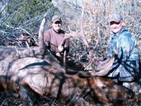 Utah Elk