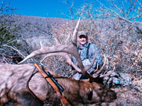 Utah Elk