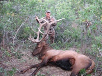 Utah Elk