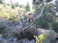 Utah Elk