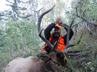 Utah Elk