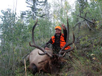 Utah Elk