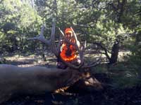 Utah Elk