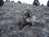 Utah Elk