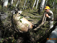 Utah Elk