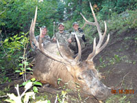 Utah Elk