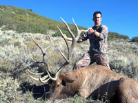 Utah Elk