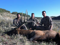 Utah Elk