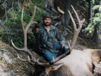 Utah Elk