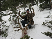 Utah Elk