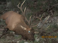 Utah Elk