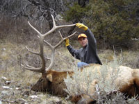 Utah Elk