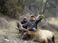 Utah Elk