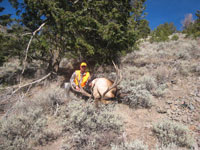 Utah Elk