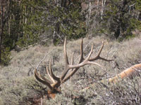 Utah Elk