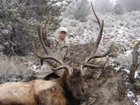 Utah Elk