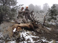 Utah Elk