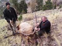 Utah Elk