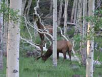 Utah Elk