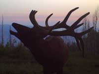 Utah Elk