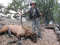 Utah Elk