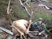 Utah Elk