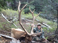 Utah Elk