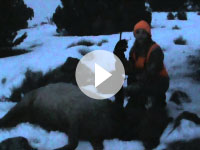 Utah Cow Elk Hunt- Shane Scott Outfitting