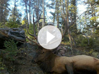 Elk Hunting In Utah-Shane Scott Outfitting