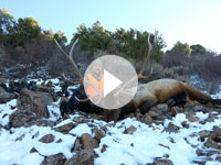 2015 Rifle Bull Elk Hunt- Shane Scott Outfitting