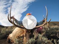 Elk Hunting Utah-Shane Scott Outfitting