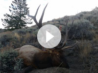 2015 Bull Elk -Shane Scott Outfitting